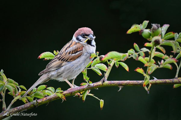 Feldsperling (Passer montanus) bei Gnevsdorf - Prignitz.