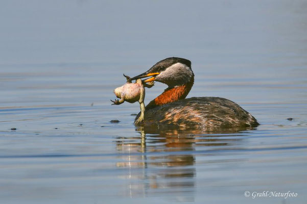 Rothalstaucher (Podiceps grisegena) mit Beute im Schnabel, Linumer Teichland.