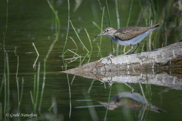 Flußuferläufer (Actitis hypoleucos) im Prachtkleid, NSG Untere Havel Nord.