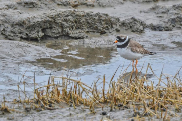 Sandregenpfeifer (Charadrius hiaticula) bei Dagebüll / Nordfriesland.