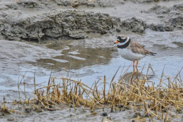 Sandregenpfeifer (Charadrius hiaticula) bei Dagebüll / Nordfriesland.