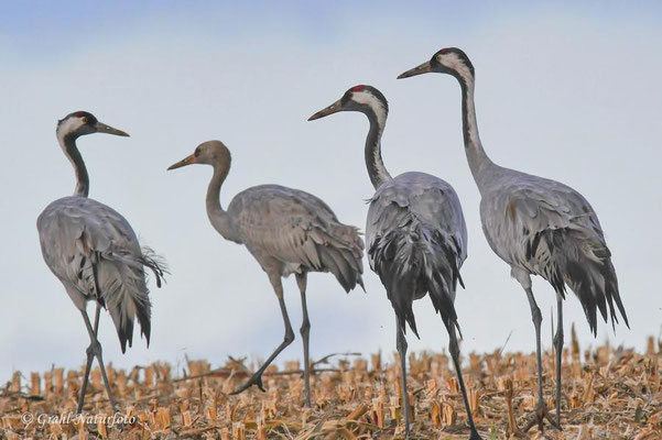Herbstrast der Kraniche (Grus grus) in Rhin- und Havelluch 2024.