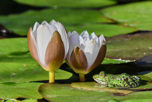 Teichfrosch (Pelophylax esculentus) im Teich der Storchenschmiede in Linum.