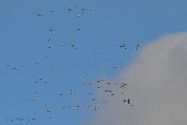 Herbstrast der Kraniche (Grus grus) 2022. Über einer Thermik kreisen die Tiere, um Höhe zu gewinnen.