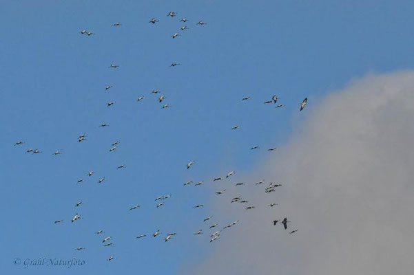 Herbstrast der Kraniche (Grus grus) 2022. Über einer Thermik kreisen die Tiere, um Höhe zu gewinnen.