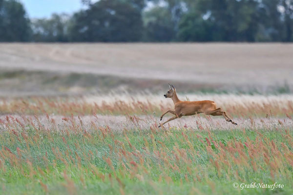Europäisches Reh (Capreolus capreolus) - Ricke springt ins Feld.