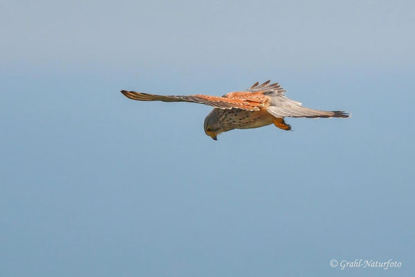 Turmfalke (Falco tinnunculus) männl. im Rüttelflug auf der Jagd.