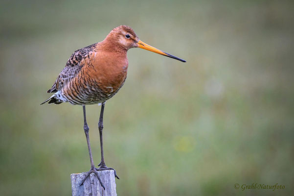 Uferschnepfen (Limosa limosa) sind Langstreckenzieher und brüten vorwiegend auf Feuchtwiesen.
