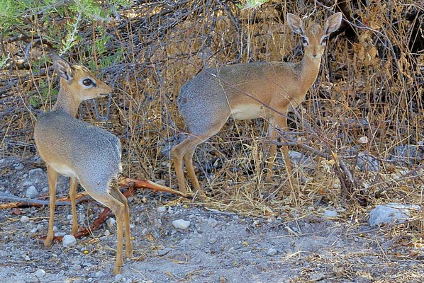 Das Kirkdikdik (Madoqua kirkii) ist eine der kleinsten Antilopen Afrikas.