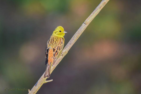 Goldammer (Emberiza citrinella) männl.