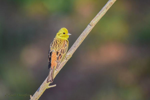Goldammer (Emberiza citrinella) männl.