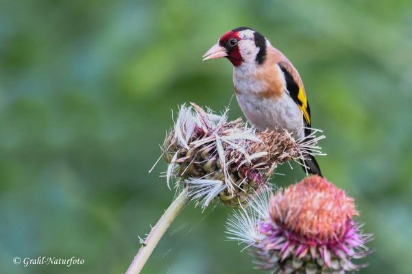 Stieglitz (Carduelis carduelis), auch Distelfink genannt.