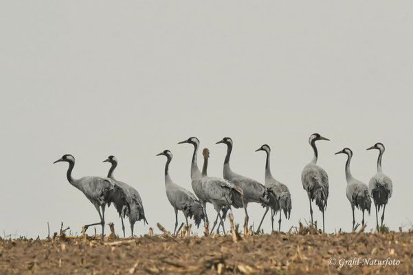 Herbstrast der Kraniche (Grus grus) in Rhin- und Havelluch 2024.