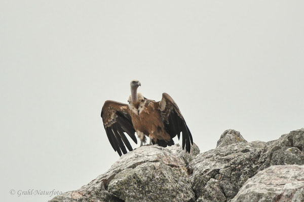 Gänsegeier (Gyps fulvus)