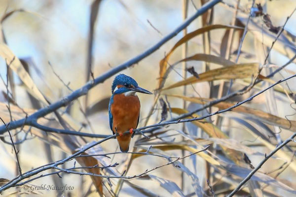 Eisvogel (Alcedo atthis)