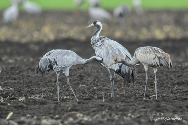 Herbstrast der Kraniche (Grus grus) in Rhin- und Havelluch 2025.