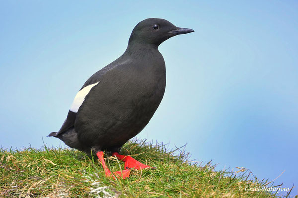 Gryllteiste (Cepphus grylle) sind in Deutschland überwiegend Wintergäste an der Ostsee.
