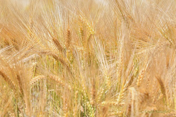 Gerste (Hordeum vulgare) ist ein Getreide, das ursprünglich aus dem vorderen Orient und der östlichen Balkanregion nach Europa kam.