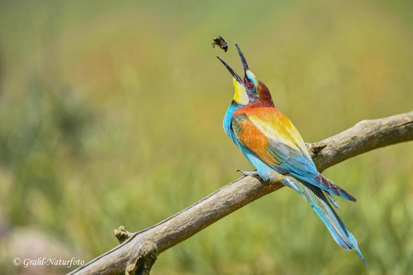 Bienenfresser (Merops apiaster) beim Fressen eines Käfers.