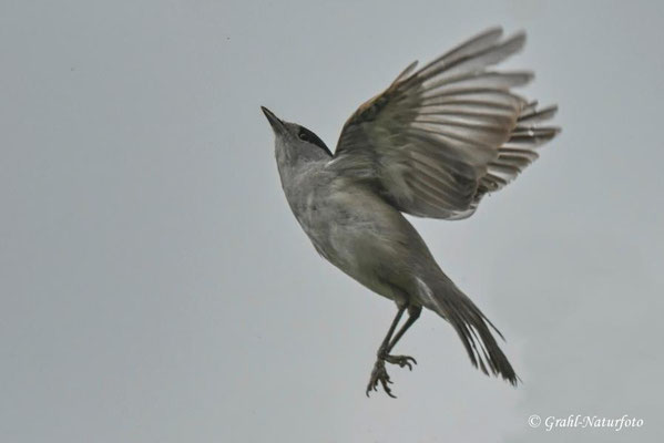 Mönchsgrasmücke (Sylvia atricapilla) männl. Linumer Teichland.