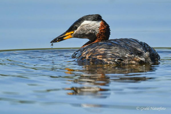 Rothalstaucher (Podiceps grisegena), Linumer Teichland.