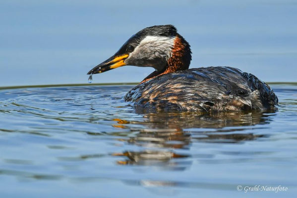 Rothalstaucher (Podiceps grisegena), Linumer Teichland.