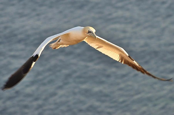 Vorbeiflug in der Abendsonne