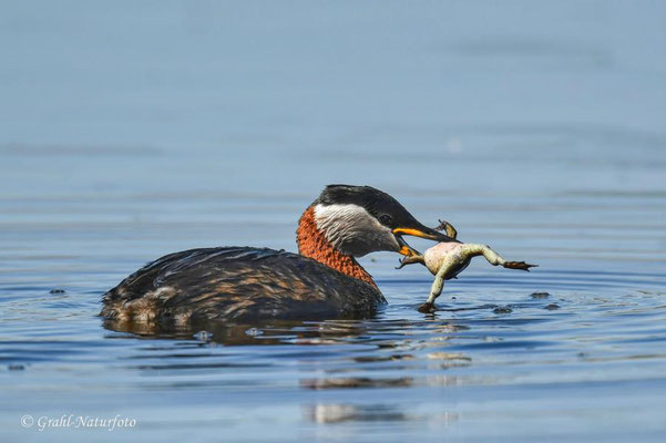 Rothalstaucher (Podiceps grisegena) hat einen Teichfrosch (Pelophylax esculentus) erbeutet, Linumer Teichland.