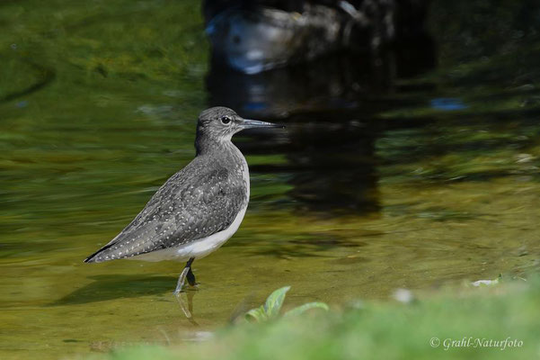 Junger Waldwasserläufer (Tringa ochropus) am Grillteich auf der Helgoländer Düne.