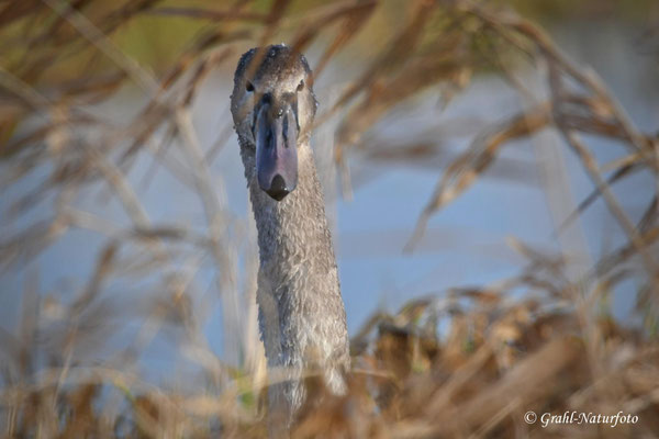 Ei wer guckt denn da? Junger Höckerschwan (Cygnus olor) im NSG Untere Havel Nord.