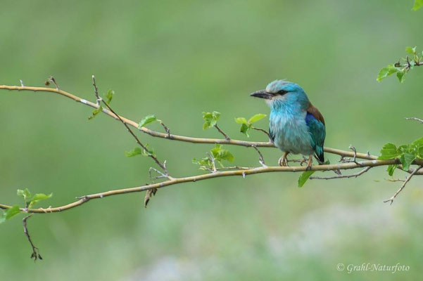 Blauracke (Coracias garrulus) bei Vadu.