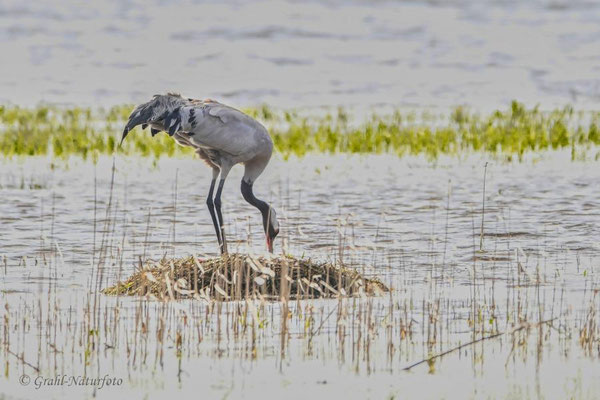 Kranich (Grus grus) auf dem Nest.