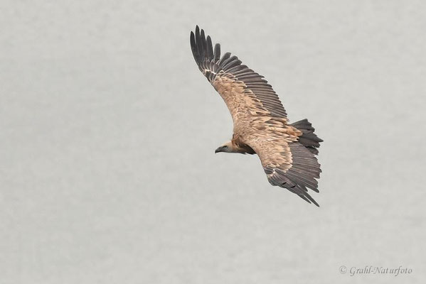Gänsegeier (Gyps fulvus)