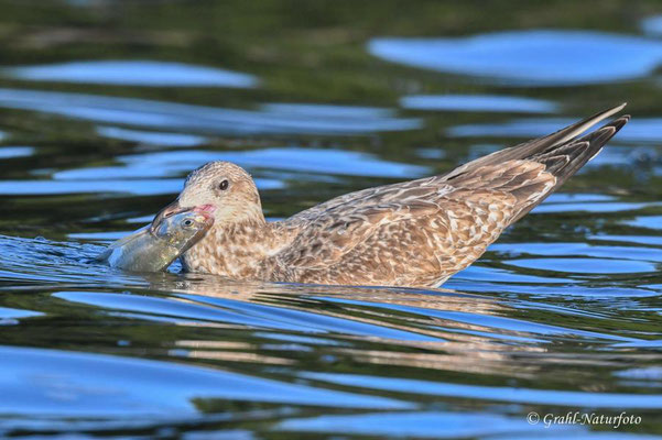 Junge Silbermöwe (Larus argentatus) hat auf dem Malchiner See einen Fisch erbeutet.