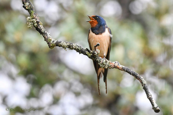 Rauchschwalbe (Hirundo rustica) bei Montánchez, Extremadura - Spanien.