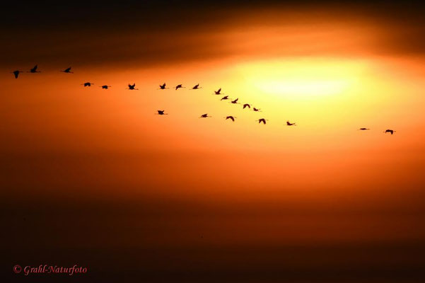 Herbstrast der Kraniche im Rhin- und Havelluch 2020. Sonnenaufgang und Ausflug der Kraniche vom Schlafplatz.