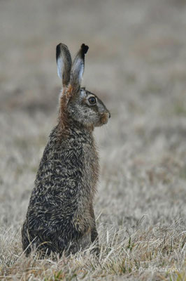 Feldhase (Lepus europaeus) auf den Wiesen von Parey.