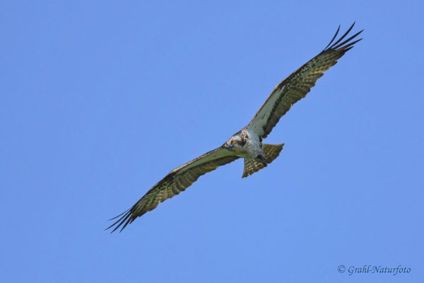Fischadler (Pandion haliaetus)