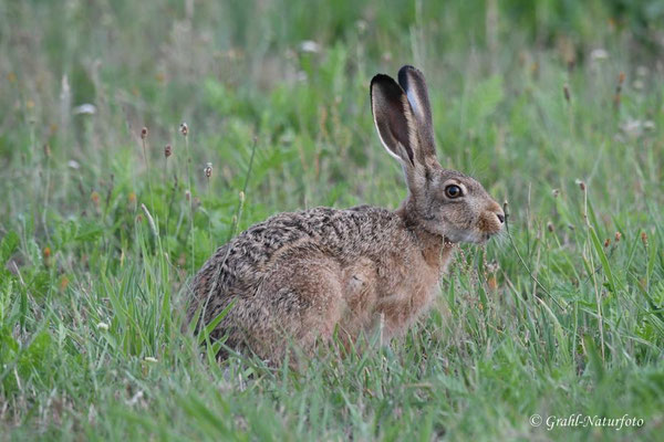 Junger Feldhase (Lepus europaeus) auf den Wiesen von Parey.