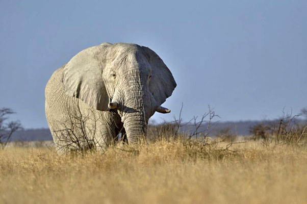  Afrikanischer Elefantenbulle (Loxodonta africana), ausgewachsene Bullen sind Einzelgänger.
