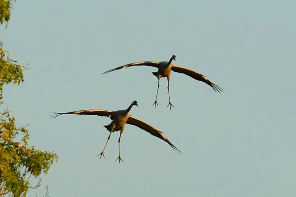 Abendeinflug am Vorsammelplatz