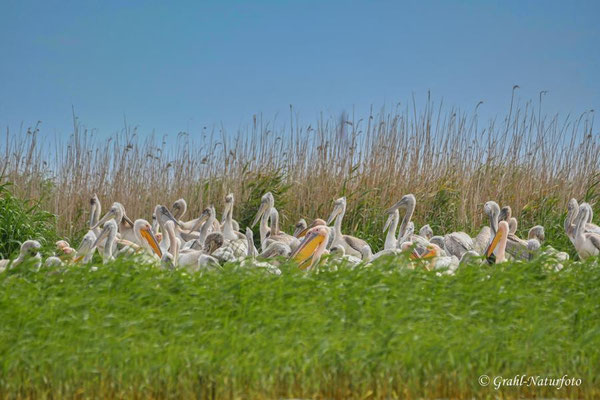 Brutkolonie der Krauskopfpelikane (Pelecanus crispus) dazwischen einige Rosapelikane (Pelecanus onocrotalus) auf einer Insel im Lacul Sinoe.