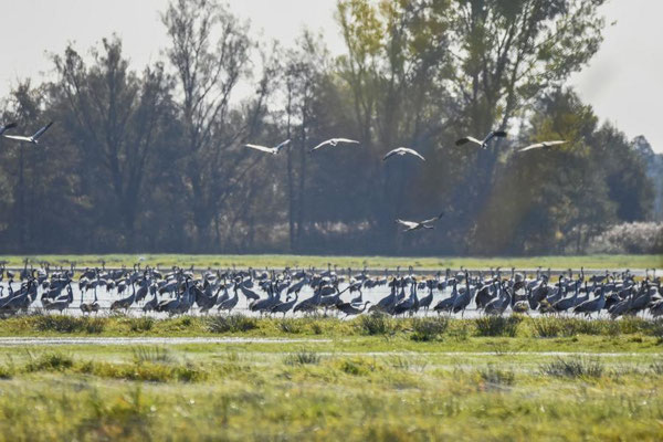 Herbstrast der Kraniche im Rhin- und Havelluch 2019 - Am Schlafgewässer.