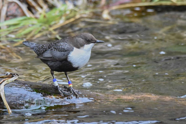 Wasseramsel (Cinclus cinclus)