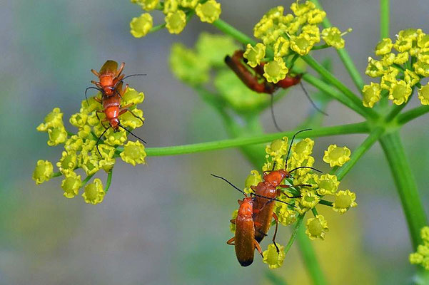 Rotgelber Weichkäfer (Rhagonycha fulva)