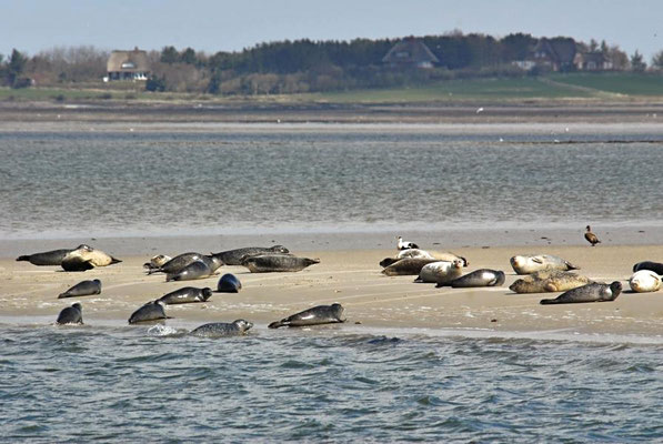 Seehunde (Phoca vitulina) auf einer Sandbank vor Föhr