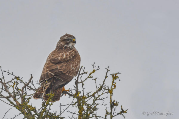 Mäusebussard (Buteo buteo) NSG Untere Havel Nord.