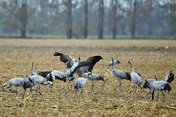 Herbstrast der Kraniche im Rhin- und Havelluch 2017 - Kranichstreit