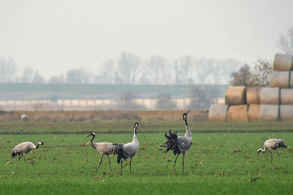 Herbstrast der Kraniche im Rhin- und Havelluch 2018