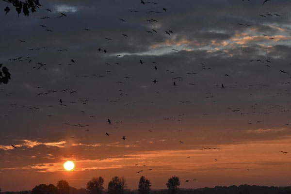Abendeinflug am Vorsammelplatz